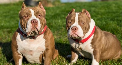 Dog show cancelled again over cropped ears concerns