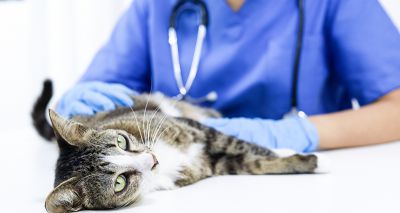 New study on feline chronic inflammatory enteropathy