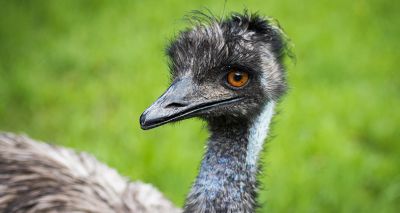 Runaway emu brought back home