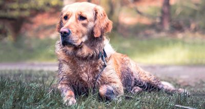 Muddy Dog Challenge boosts Battersea’s coffers