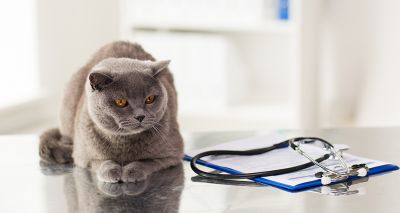 ISFM to launch feline endocrinology course