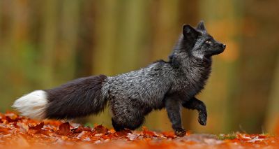 Silver fox rescued after two-week mission