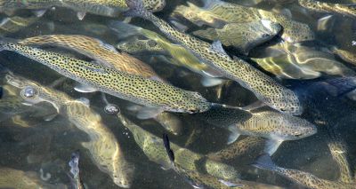 BVA launches policy position on aquaculture