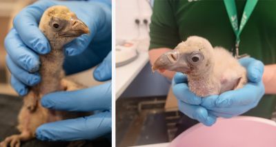 Rare vulture chick hatches at London Zoo