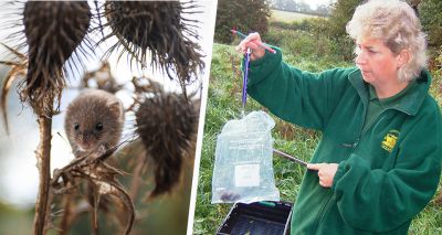 Harvest mice population thriving after reintroduction