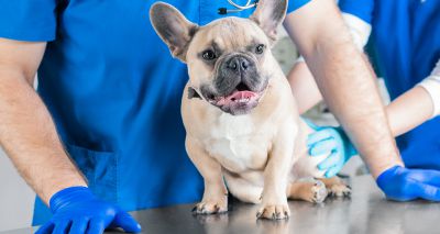 Kennel Club offers respiratory assessments for brachycephalic dogs in Scotland and Wales