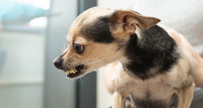 Vets concerned about increasing dog aggression