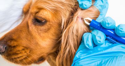 BSAVA warns about tick-borne diseases