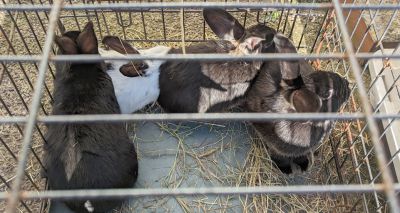 RSPCA sees surge in pet rabbit cases