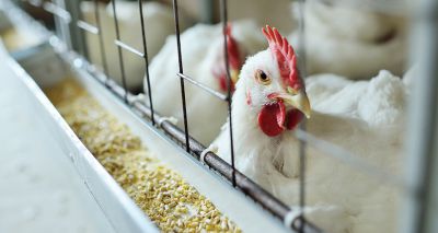 Two poultry workers test positive for avian flu
