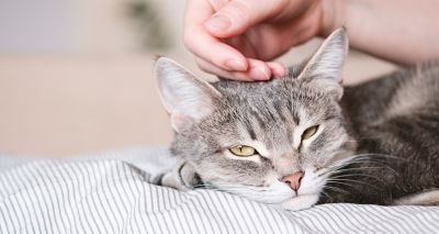 Cats Protection unveils priorities in Wales