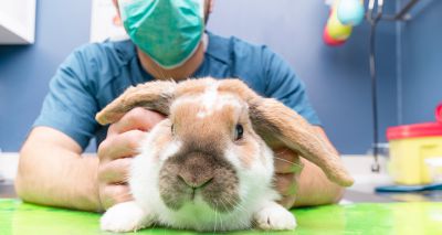 RAW 2023 to highlight benefits of neutering rabbits