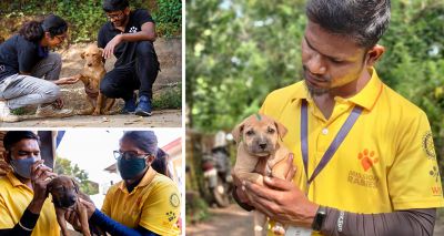 Charities unite to improve dog welfare and eliminate rabies