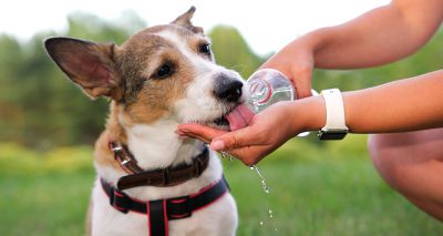 Owners urged to protect pets from heatstroke