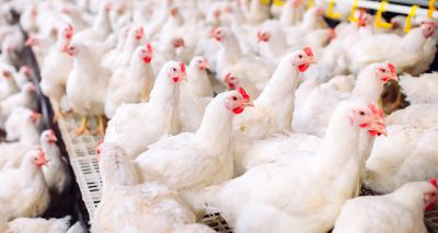 Court rejects legal challenge over fast-growing chickens