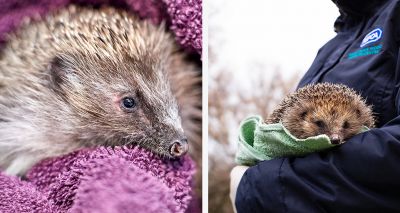 Gardeners encouraged to help hedgehogs