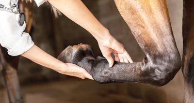 Study finds cells which contribute to equine tendon injuries