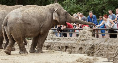 Elephants enjoy seeing zoo visitors, study finds