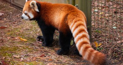 Red panda’s zoo escape sparks welfare concerns