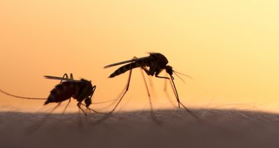 New funding for vector-borne disease research