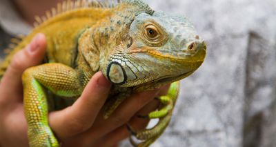 Fire brigade rescues escaped iguana