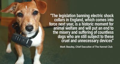 Defra announces ban on electric shock collars in England