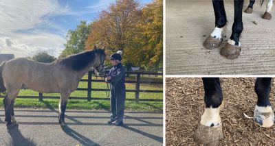 Struggling horse owners urged not to delay asking for help