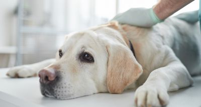 Free webinar on canine osteosarcoma