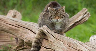 Endangered wildcats released into Scottish national park