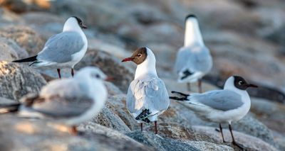 New wave of avian flu hits gulls and terns