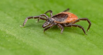 Ticks can survive extreme temperatures, study finds