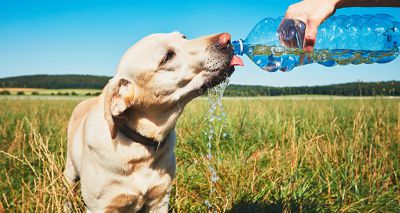 Vets issue hot weather warning