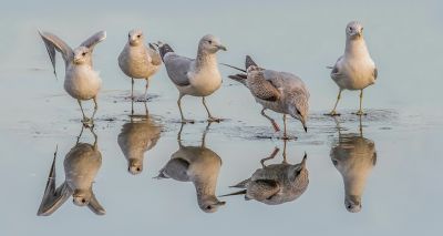 Fewer seabirds return to Scotland after flu outbreak