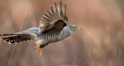 Cuckoos can’t adjust migratory patterns, study shows