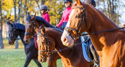 App data to aid equine disease research