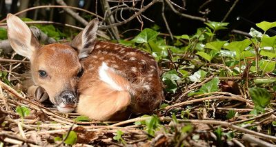 Leave fawns in the wild, public urged