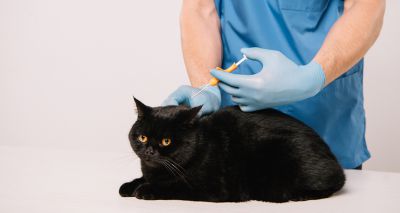 Charity calls for Welsh cat microchipping law