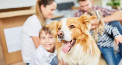 Experts join forces to prevent dog bites to children