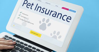 Pet insurance payouts topped £1 billion in 2022