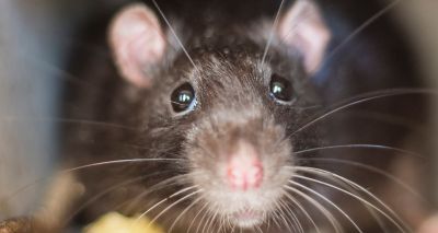 Scientists identify pheromone which relaxes rats