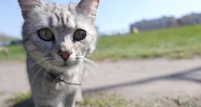 Lost cats less likely to get home than dogs, data shows