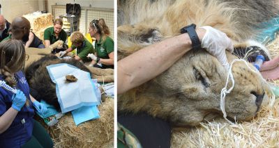 Lion treated for earache at London Zoo