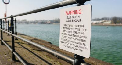Public encouraged to report blue-green algae