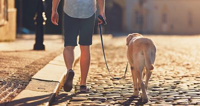 Slow walking linked to dementia in dogs, study finds