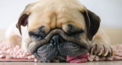 Sleep apnoea more common in short-snouted dogs, study finds