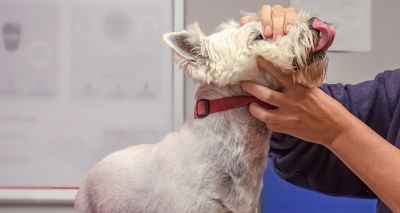 Skin lesions can be linked to dental disease in dogs