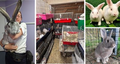 RSPCA urges owners to neuter their rabbits