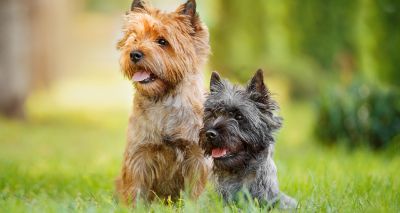 Cairn terrier at risk from low birth rate