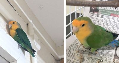 RSPCA urging owners to use parrot passports