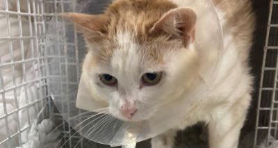 Cat owner urges snare ban after pet injured